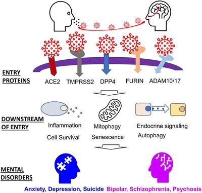 Impact of SARS-CoV-2 on Host Factors Involved in Mental Disorders